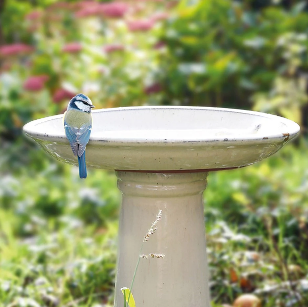 bird bath